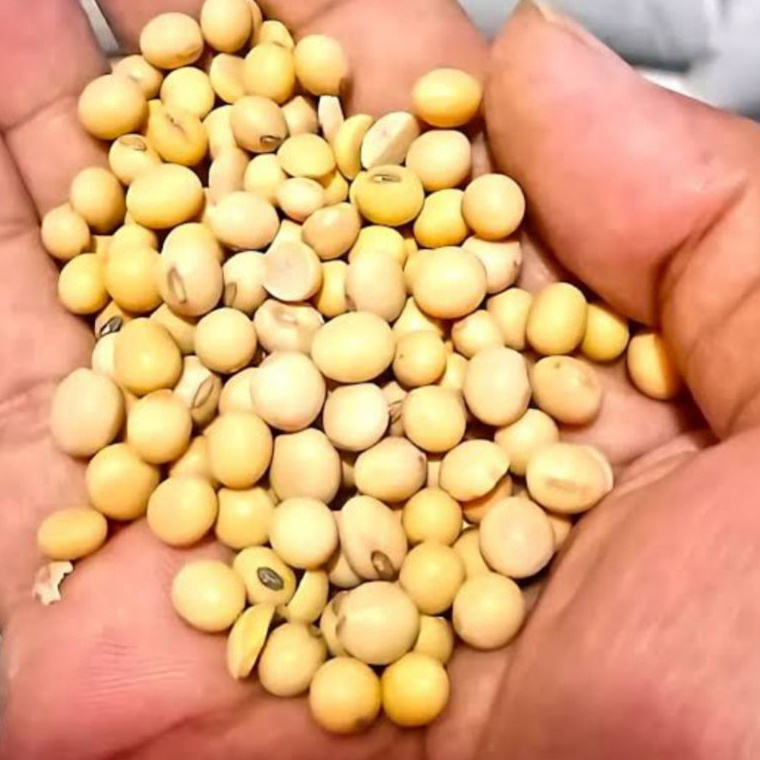 

NEW KACANG KEDELAI SUPER IMPORT 1KGGRADEA NO1KACANG SOY BEAN