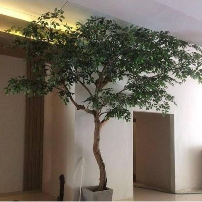 Tanaman Hias Beringin Artificial Buatan 4Meter Pohon Beringin Plastik Dekorasi Daun Beringin Artific
