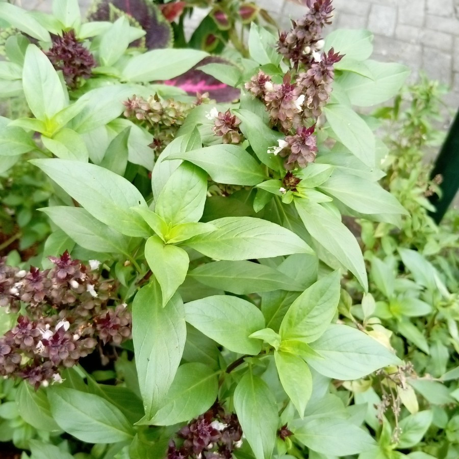 

Daun Thai Basil segar rempah untuk masakan