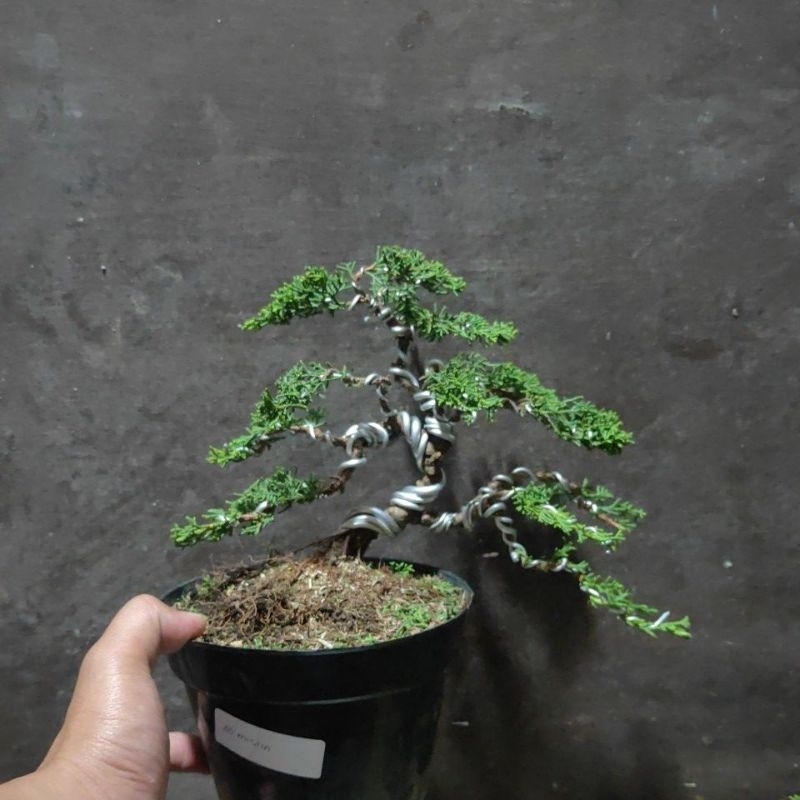 Dekorasi Bonsai Siap Pajang Cemara Sargenti