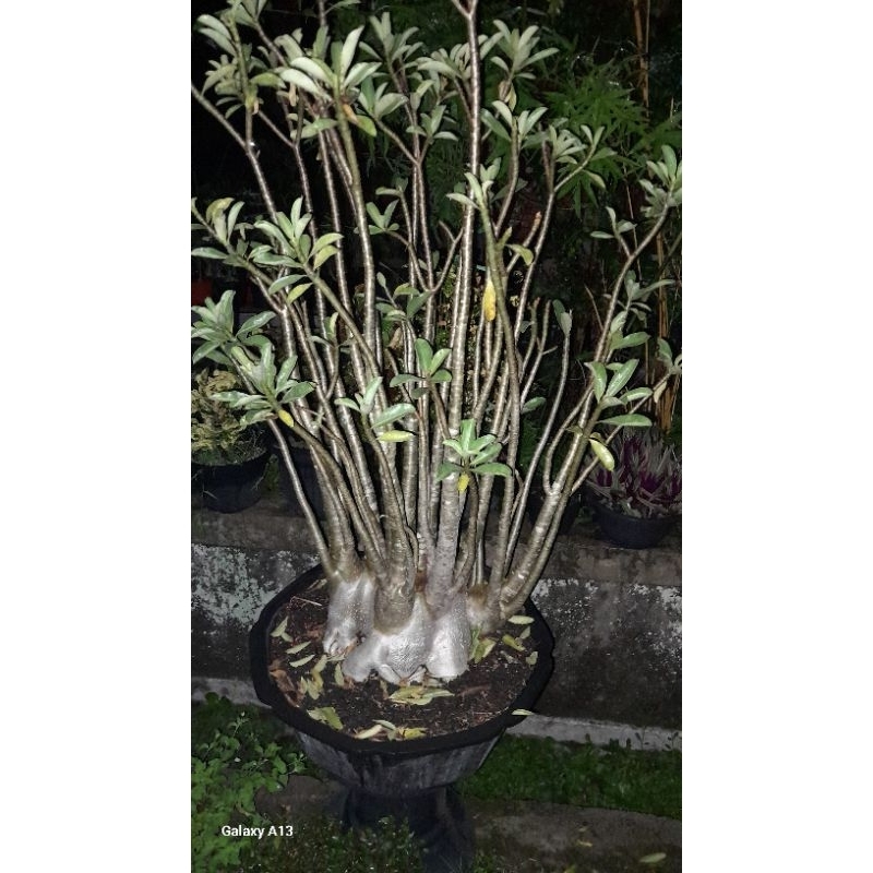 ADENIUM ARABICUM SUPER JUMBO, BELUM PERNAH PRUNNING CABANG/ORI