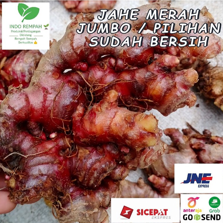 

HEMAT PROMO Jahe Merah Size JUMBOBESAR pilihan 5 Gram Sudah Bersih
