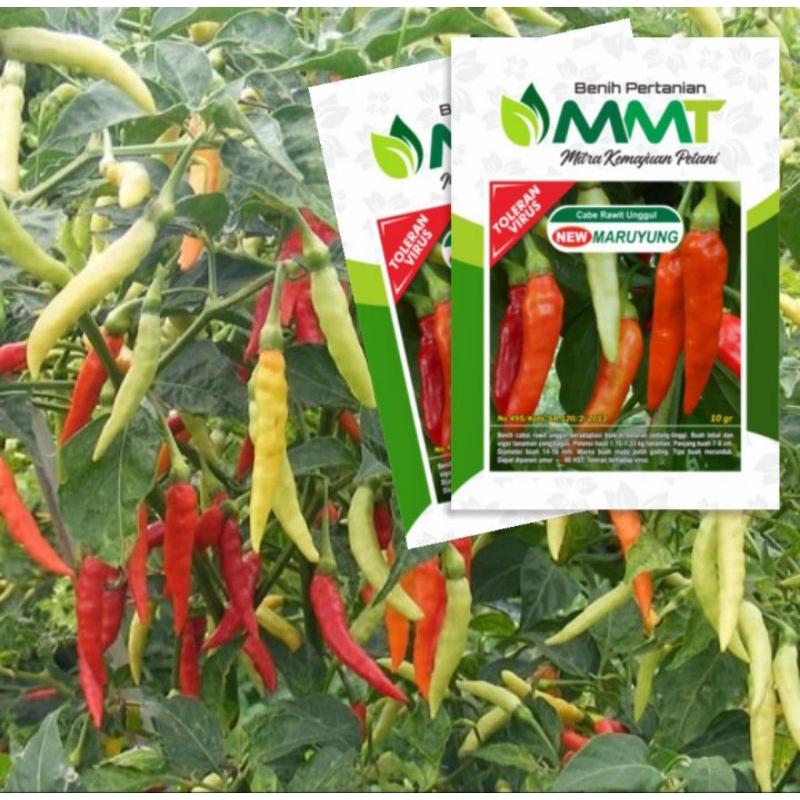 100 Biji Cabe New Maruyung | Cabe Rawit New Maruyung | Cabe Rawit  Unggulan