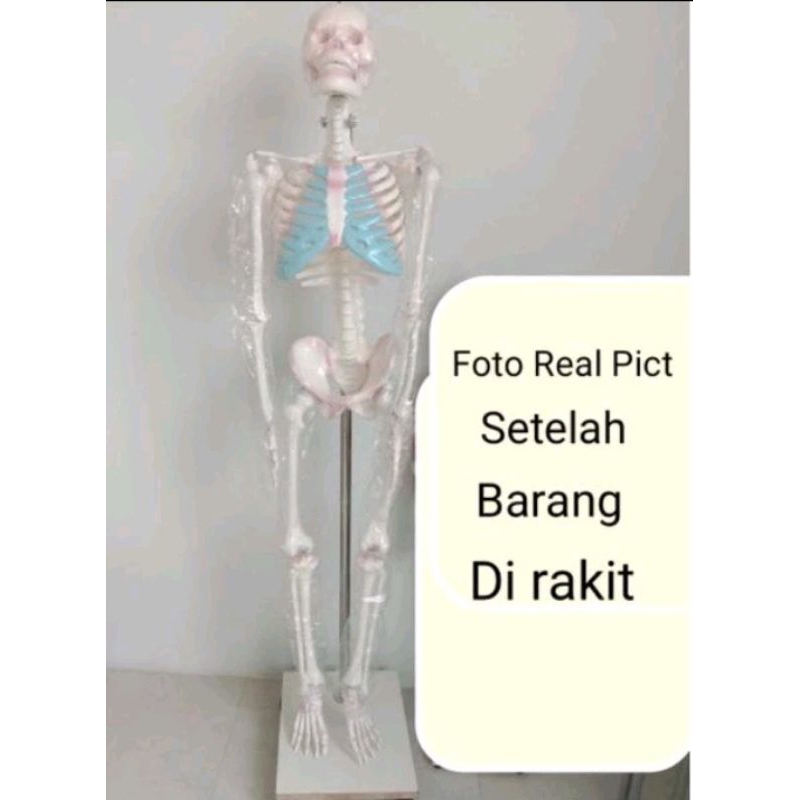 

Alat Peraga Sekolah-Kerangka Manusia Besar-Kecil | Torso Dwifungsi