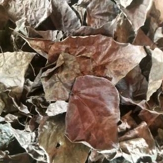 

Daun sirih merah kering original 1000gram