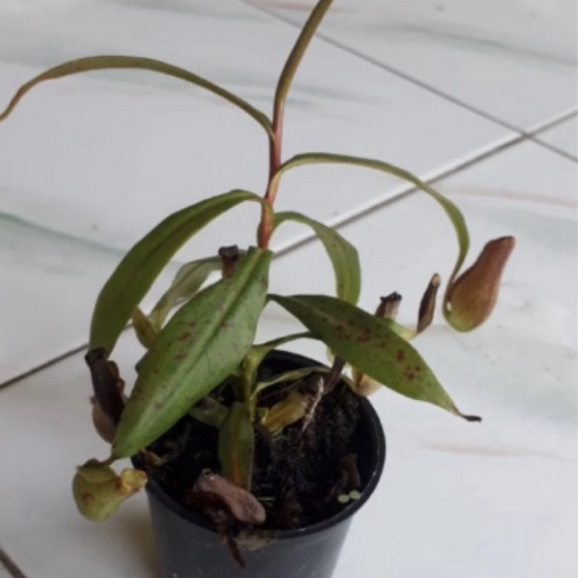 Nepenthes reinwardtiana