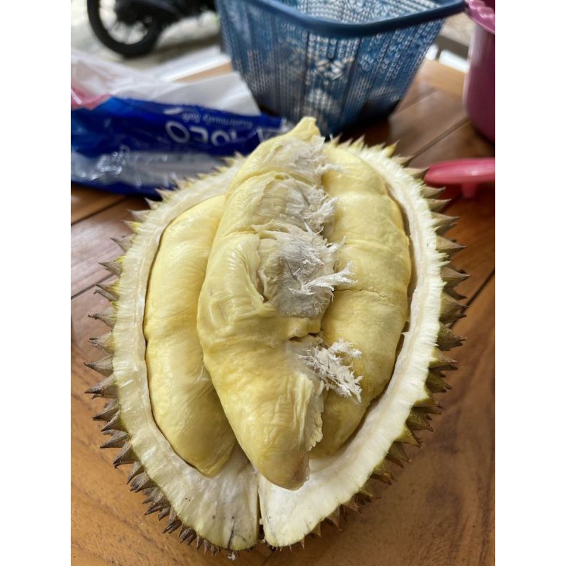 

READY DURIAN LOKAL JUAL DURIAN MALANG MURAH GRATIS ONGKIR