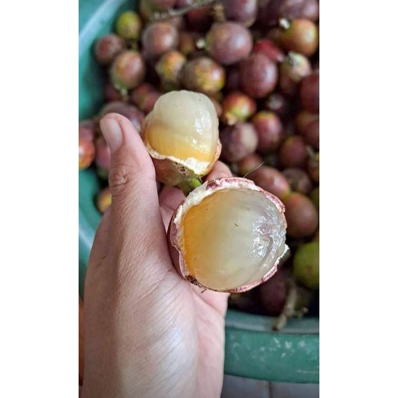 

matoa fresh 1 kg daging tebal dan manis