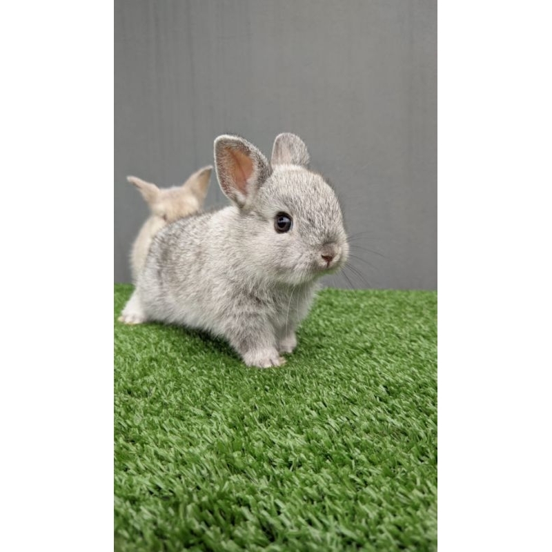 kelinci Netherland dwarf