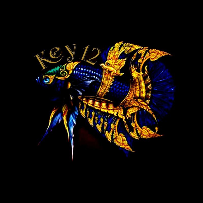 yellow koi, cupang yellow koi, cupang yellow