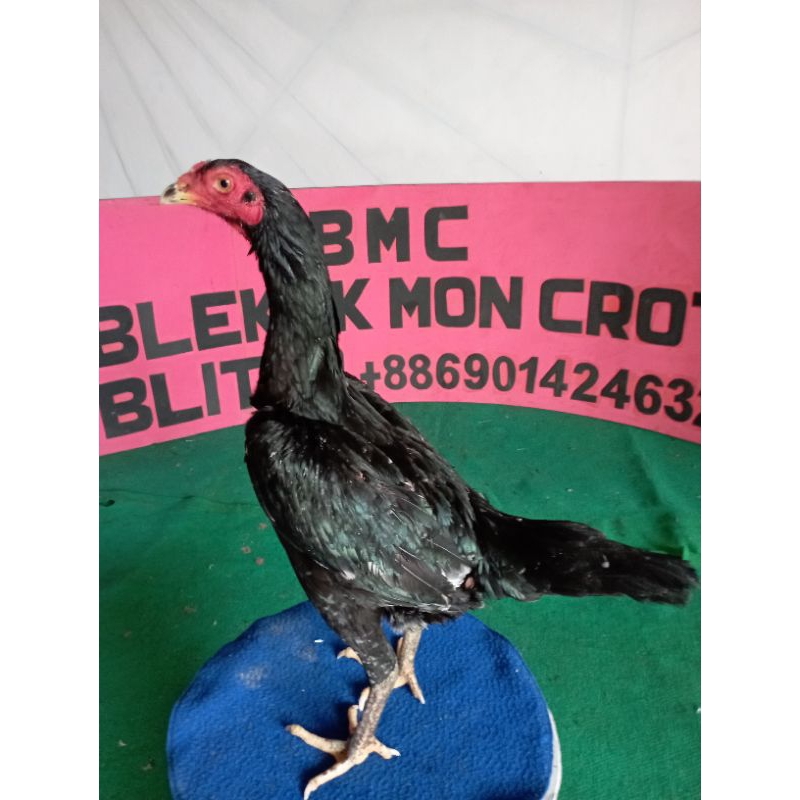 Ayam phakoy full brakot pukul badan (jual telur fertil) untuk ditetaskan.ayam bangkok ayam lock brak