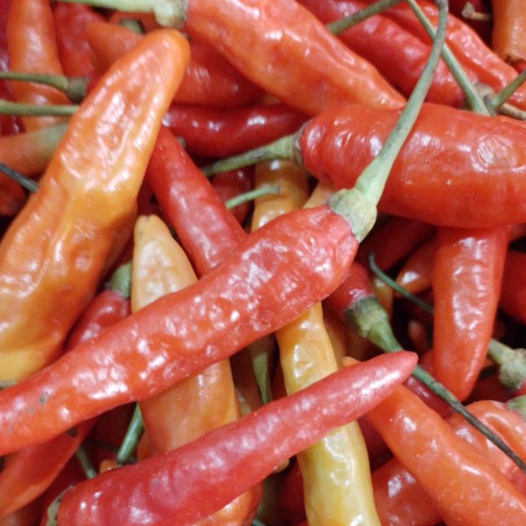 

PROMO ALE CABAI RAWIT MERAH 1KG FRESH