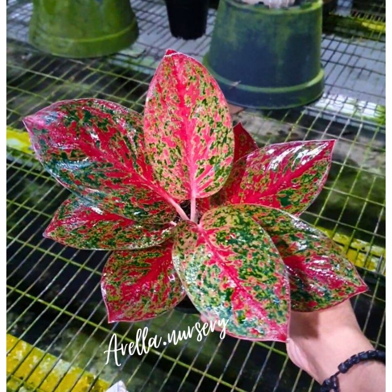 PROMO AGLONEMA RED STARDUST DEWASA DAUN 6,7,8++