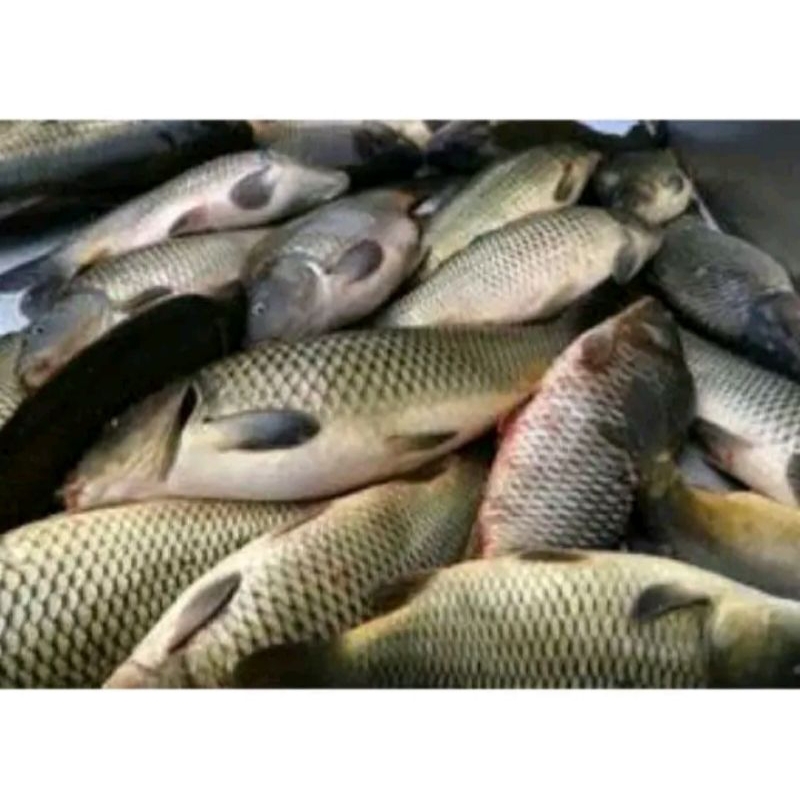 

Ikan Mas Segar fresh hidup 1kg ( isi 1.2.3.4.5.6.7.8.9.10)