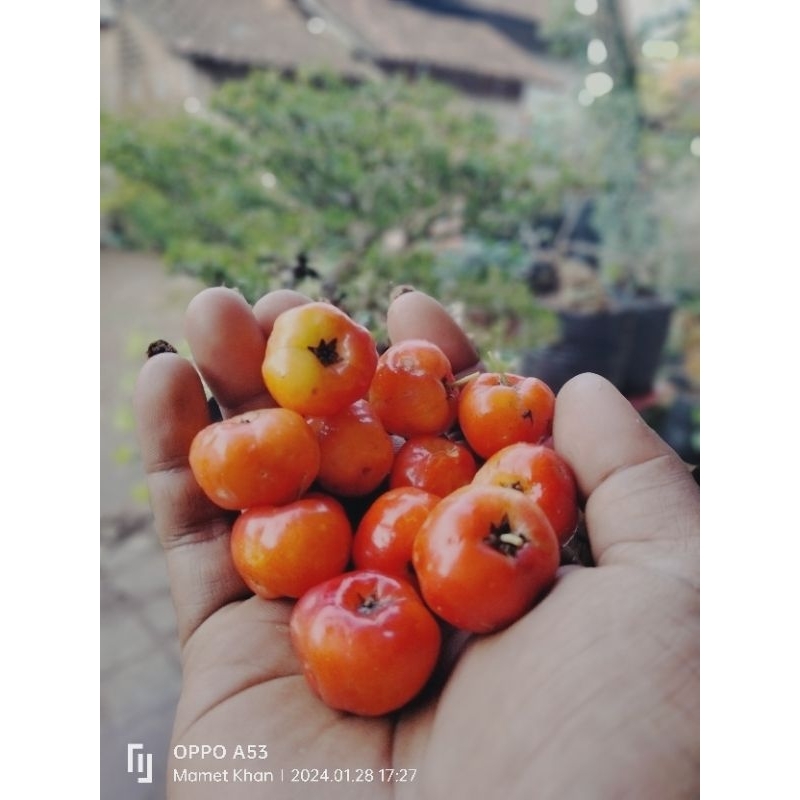 sianci / Cherry Barbados