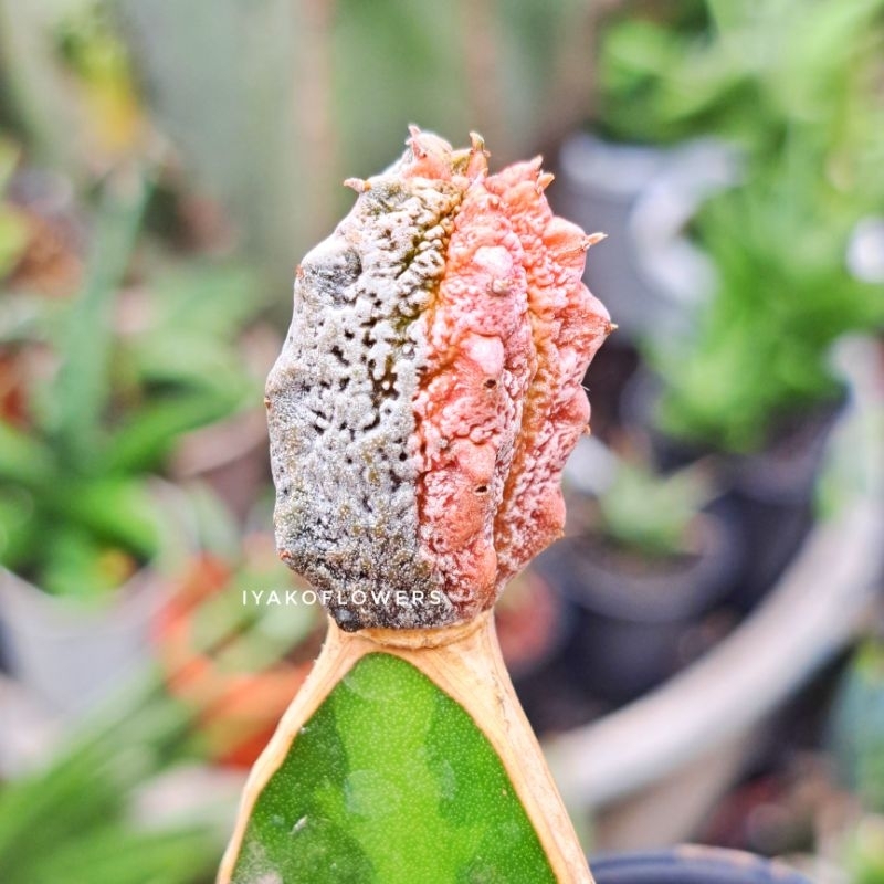 (RARE) EUPHORBIA ABDELKURI | IYAKOFLOWERS