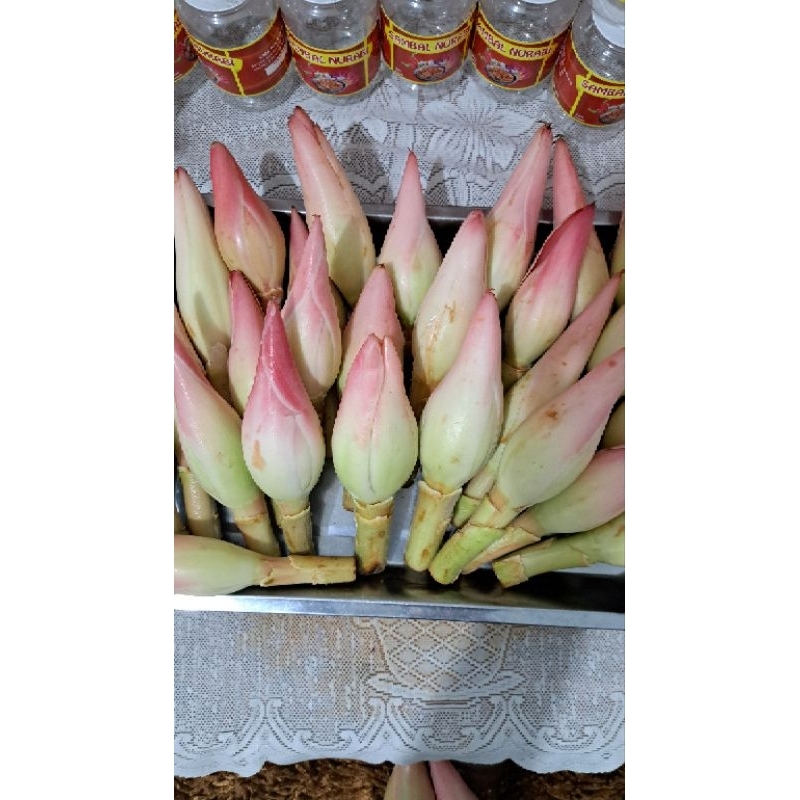 

KECOMBRANG MENTAH PERKILO /KINCUNG/-HONJE