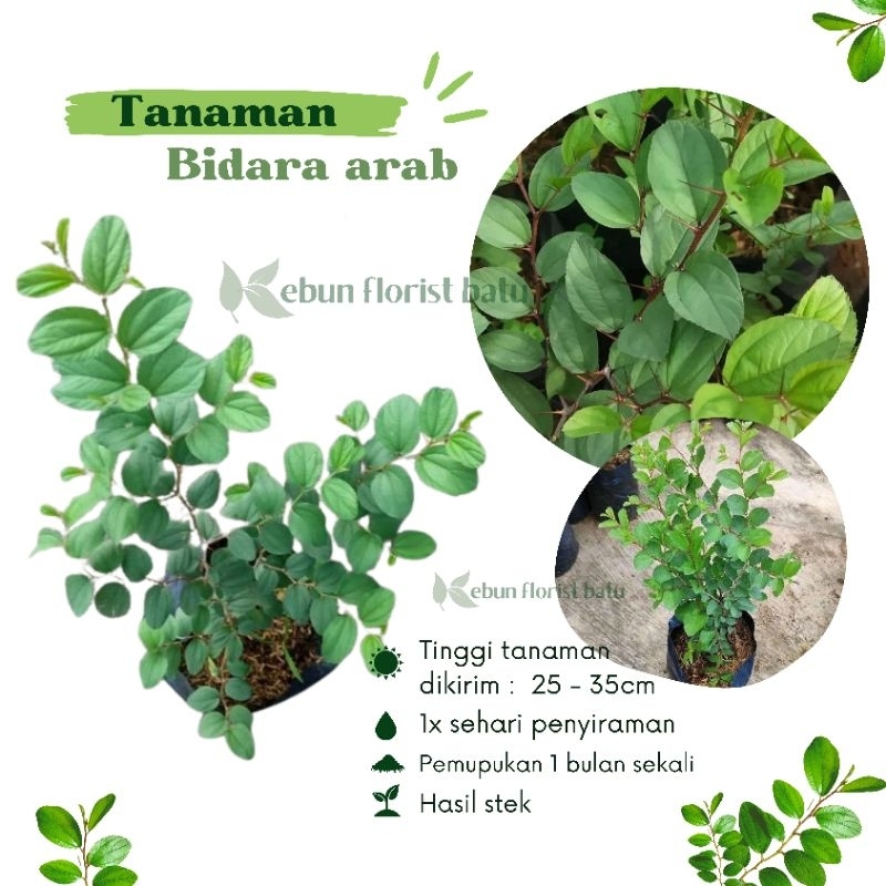 Tanaman Bibit Pohon Bidara Arab Asli