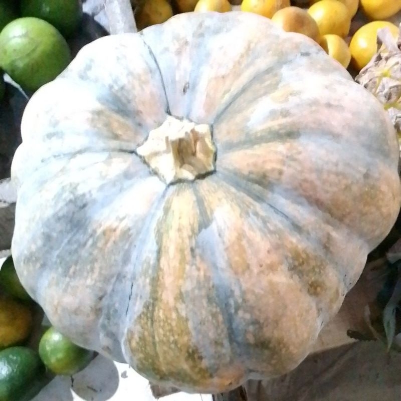 

labuh kuning/waluh duduk 37800/kg,satu buah sekitar 2-3 kg