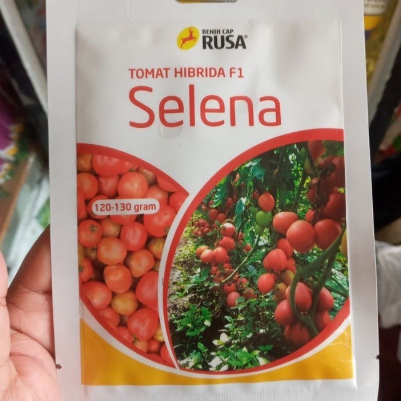 Benih bibit Tomat Hibrida SELENA F1 10 gram Tahan virus cap rusa