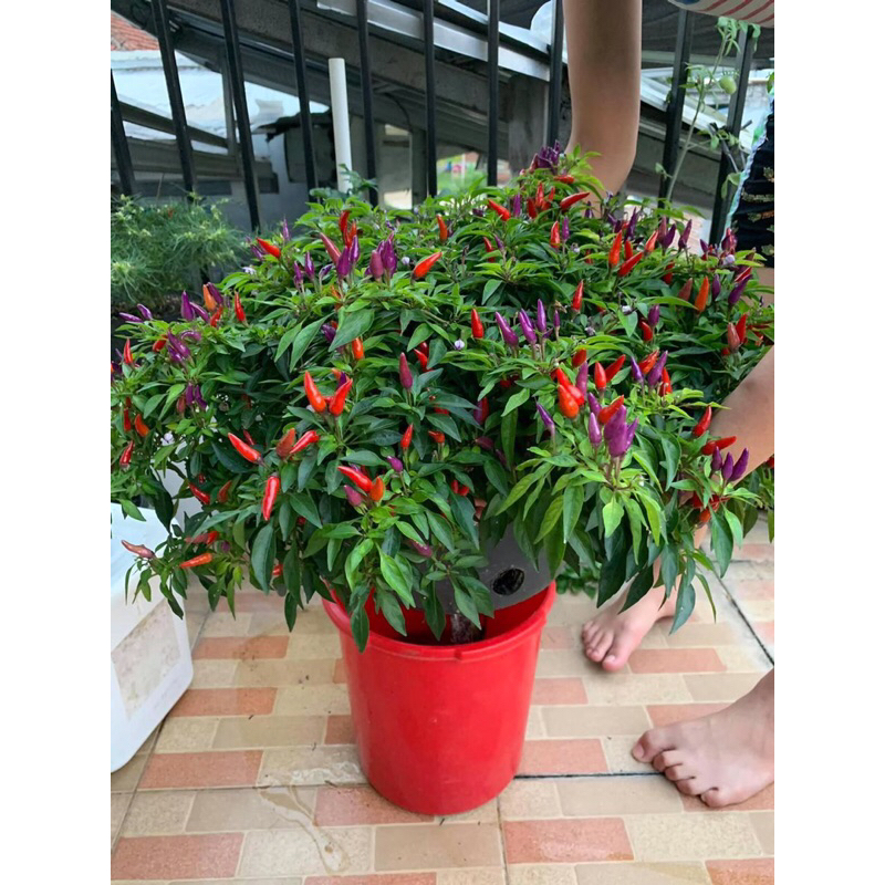 

Jual buah cabe Sangria(buah)