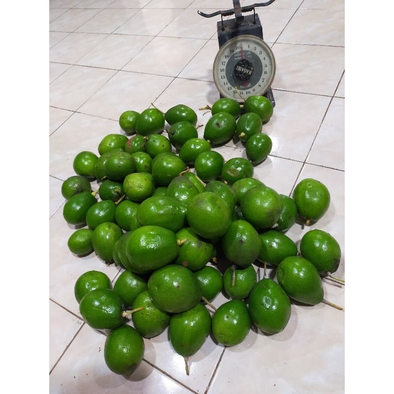 

Alpukat mentega