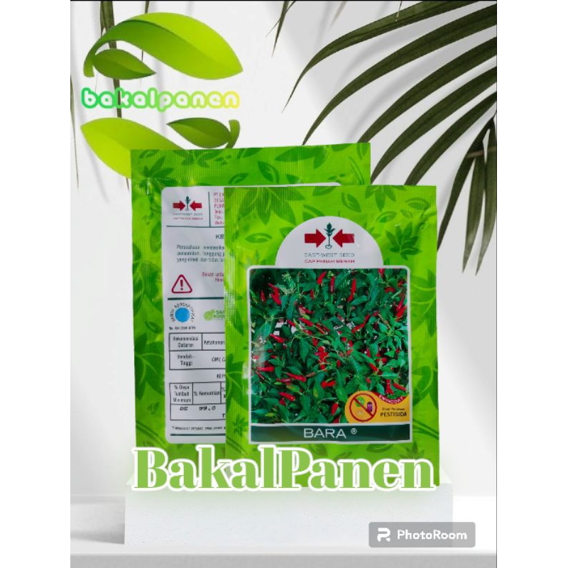 benih bibit unggul cabe rawit Bara panah merah