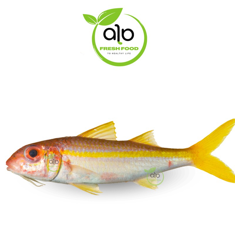 

Ikan Segar Fresh Kuniran / Ikan Biji Nangka Segar 500gr - ALO Fresh Food