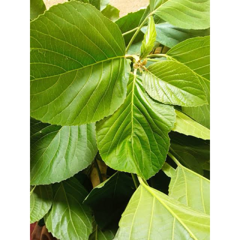 

DAUN TALINGKUP SEGAR 500 gram