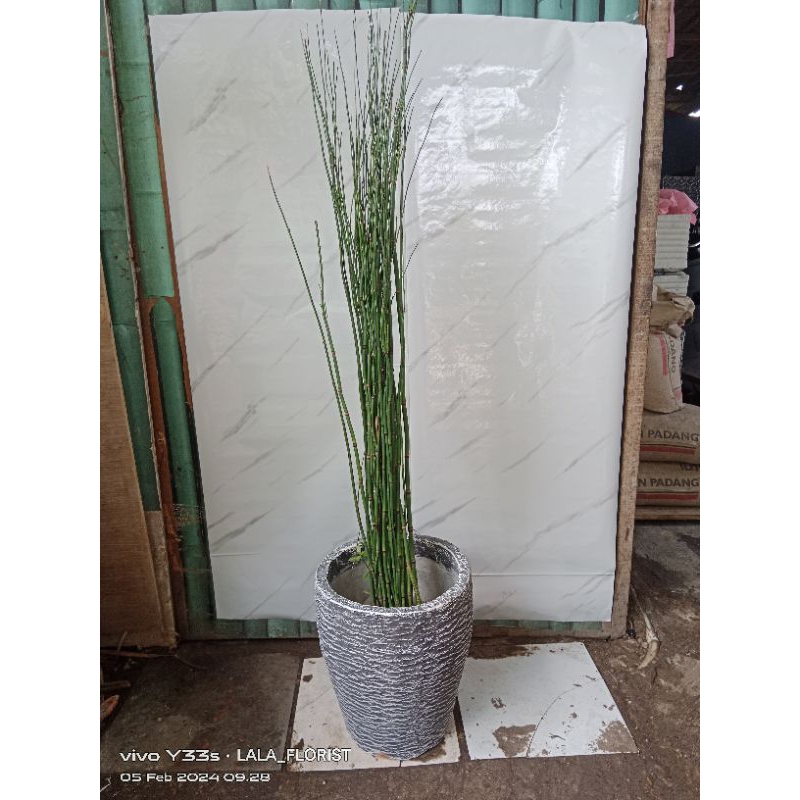 tanaman hias bambu air + pot semen minimalis / bambu air / tanaman hias / tanaman paket