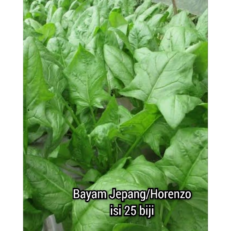 Benih Bayam Jepang / Horenzo