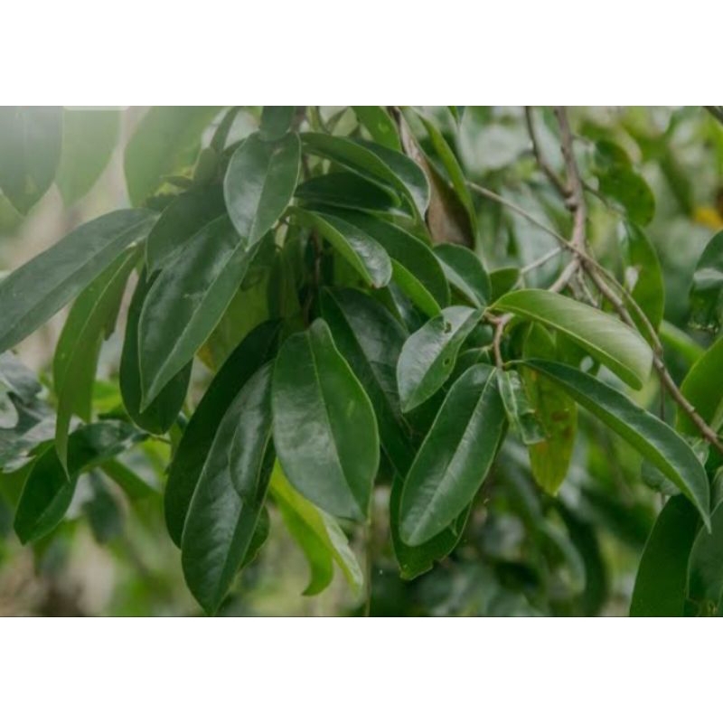 

Daun sirsak segar,100lembar