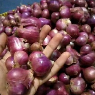

Bawang Merah Sedang