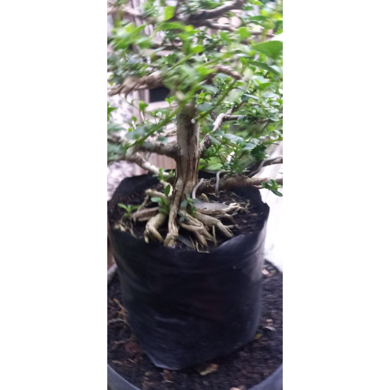 bonsai sancang prokar besar