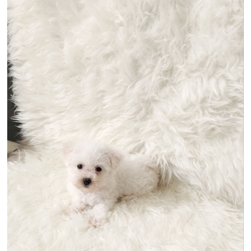 bichon frise female 2 months