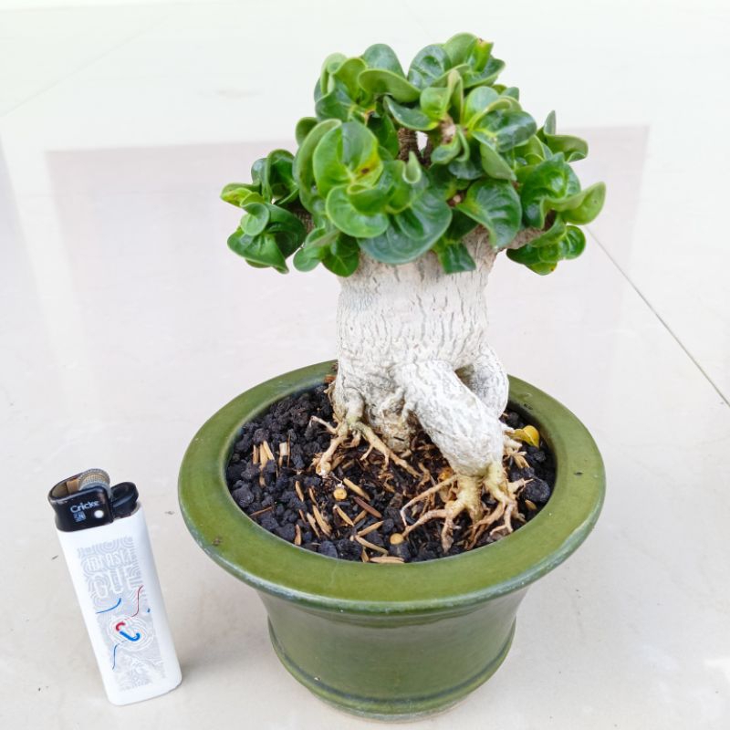 Adenium DHA . Lotus Flower ( Arabikum )