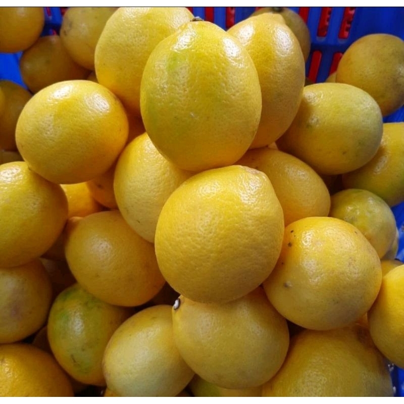 

BUAH LEMON CALIFORNIA / LEMON LOKAL KUALITAS IMPORT / JAMIN SEGAR