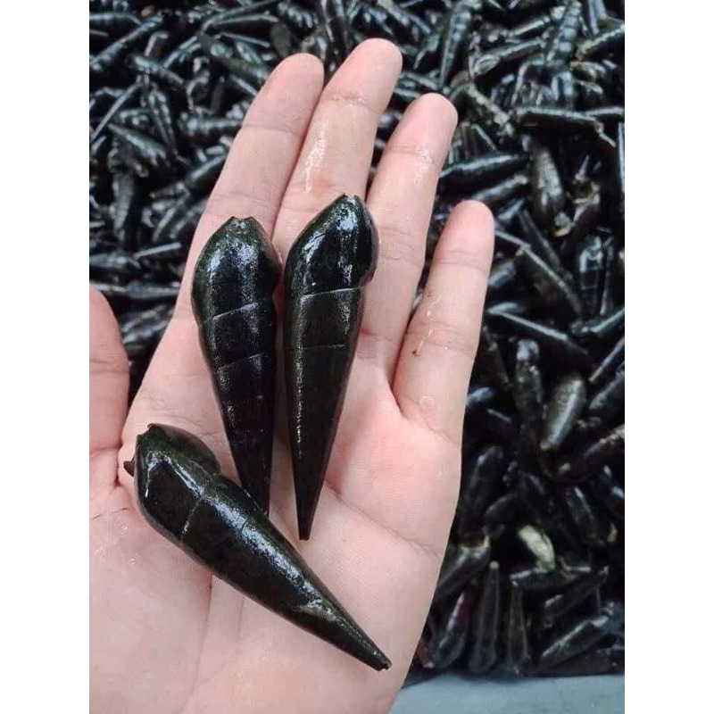 

Siput Sungai / Siput Muara Super (Besar Besar)