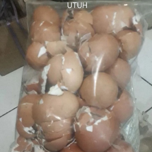 

cangkang telur