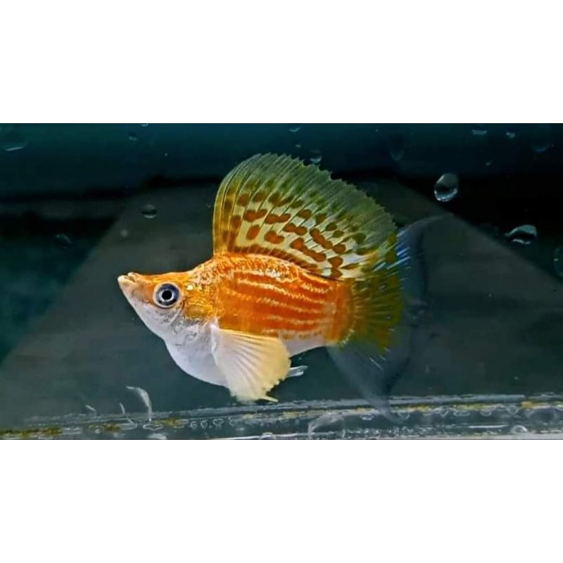 molly merpati balon cawang