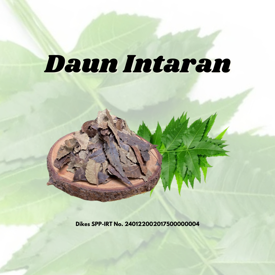 

Daun Intaran Kering