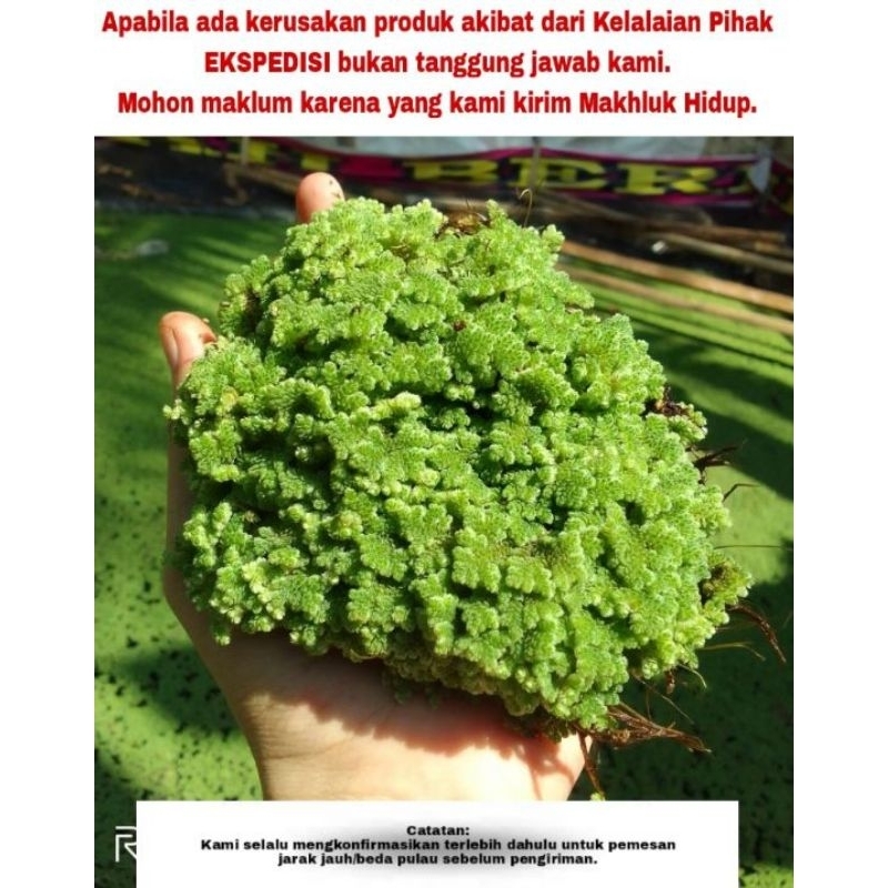 Bibit Azolla Super + Pupuk Untuk Budidaya Azolla Azolla Microphylla/Azolla Indukan Pakan Ayam Entog 