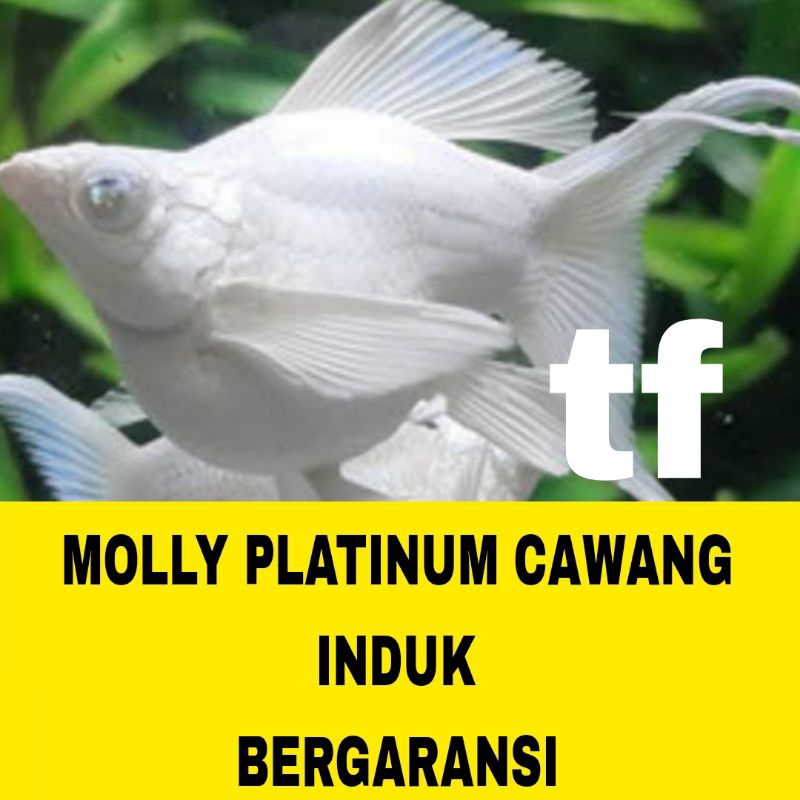 MOLLY BALON PLATINUM