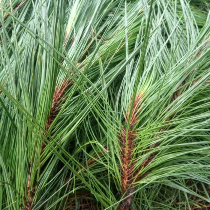 

Jual daun Pinus segar per 1 kg obat stroke