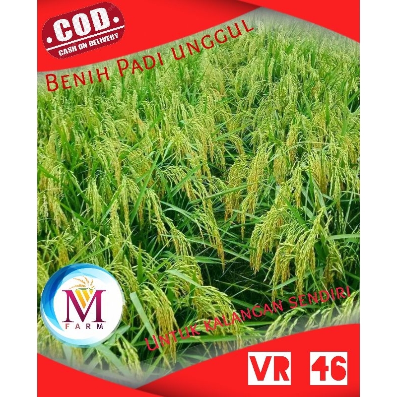 benih padi vr 46 ori 5kg