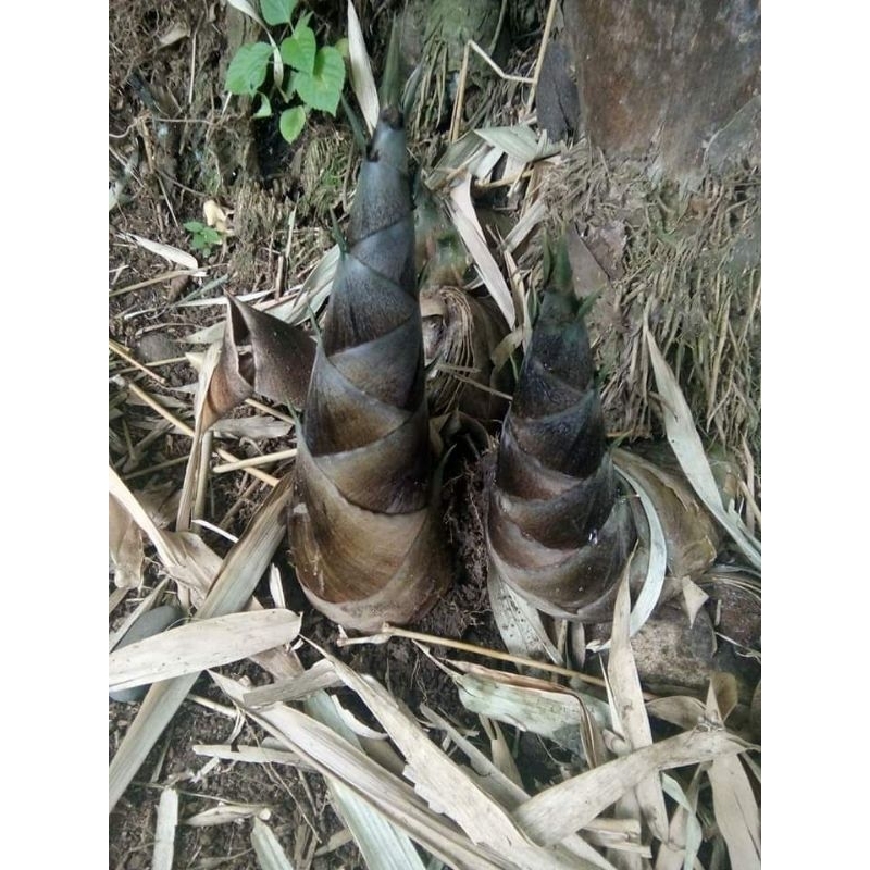 

Rebung bambu