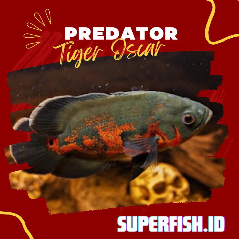 PREDATOR OSCAR ALL JENIS ALBINO RED OSCAR TEMBAGA BATIK PARISALBINO TIGER GRADE A