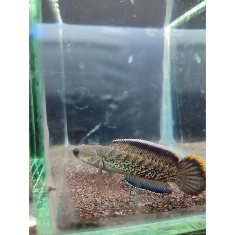 Stewarti karbialong bahan progresnya