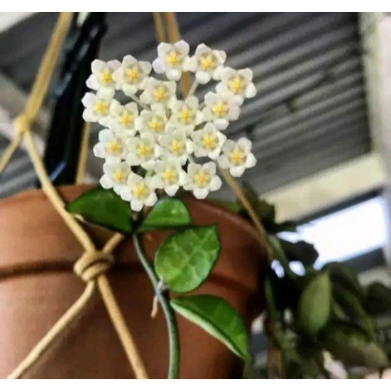 tanaman hias gantung hoya mini super rimbun