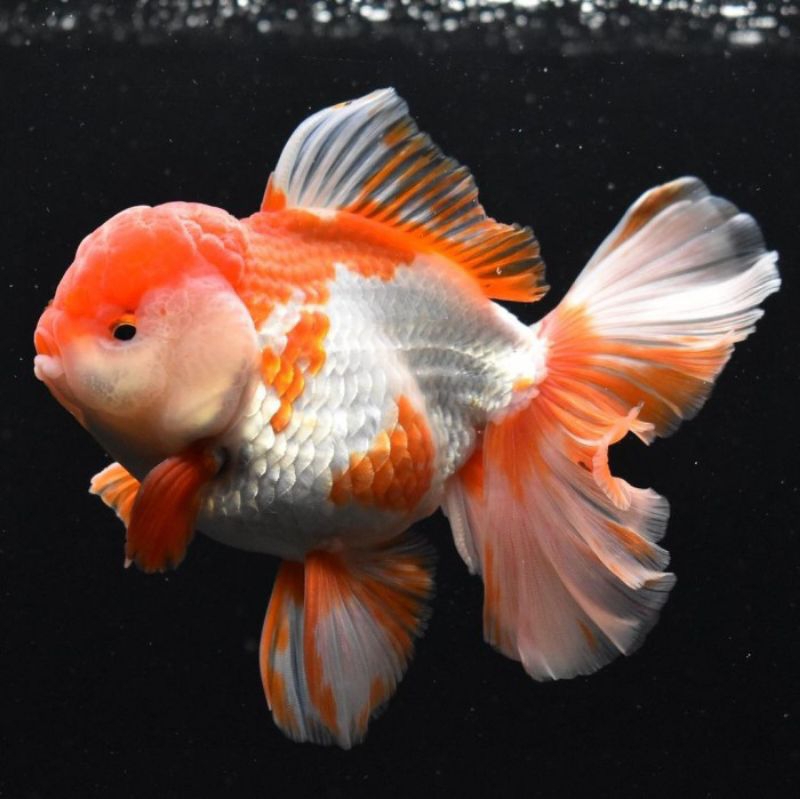 KOKI ORANDA MERAH PUTIH